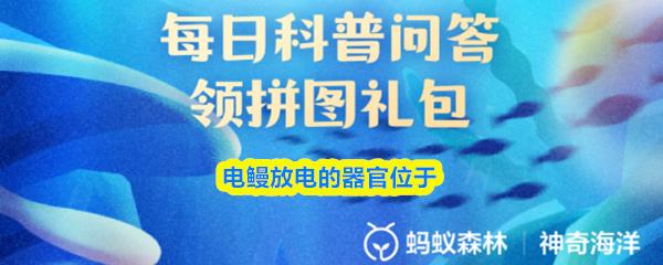 电鳗放电的器官位于