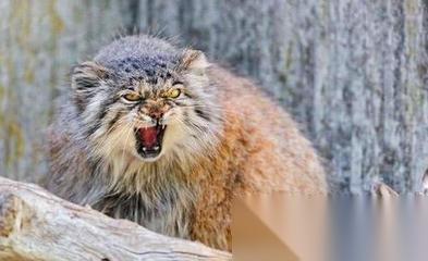 红色沙漠长毛猫在哪里获取